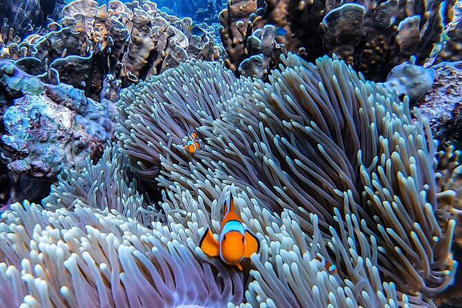 Private Speedboat Tour to Phi Phi Islands From Krabi - Frequently Asked Questions