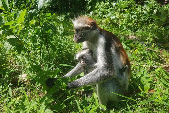 Private Spice Tour and Jozani Forest in Zanzibar - Authentic Encounters and Honest Reviews