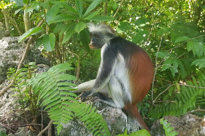 Private Spice Tour and Jozani Forest in Zanzibar - FAQs