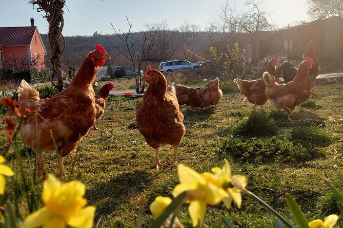 private-split-and-trogir-tour-with-local