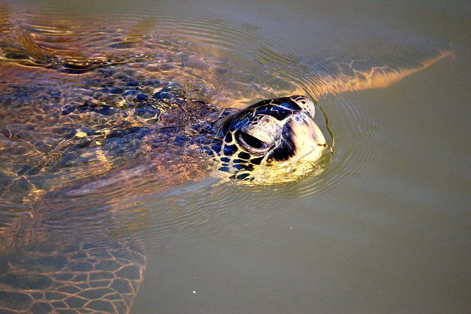 private-stand-up-paddle-lesson-and-tour-for-1-or-more-paddlers-2