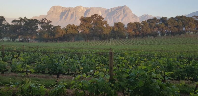 Private Stellenbosch and Franschhoek Wine Tour - An Honest Look at the Private Stellenbosch and Franschhoek Wine Tour