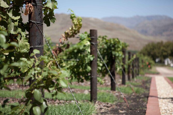 Private Stellenbosch, Franschhoek and Paarl Wine Tour - What You’ll Enjoy & What to Keep in Mind  
