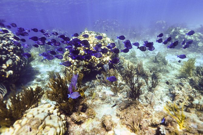 private-stingray-city-snorkeling-and-biobay-charter-for-10-guests