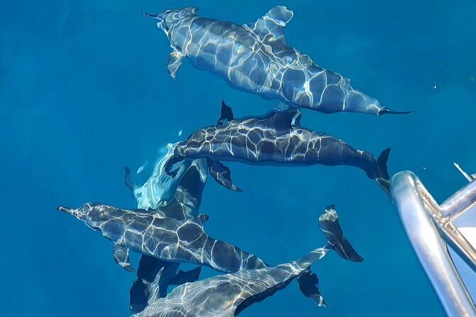 Private sunrise Dolphin with Le Havanah Boat - Key Points