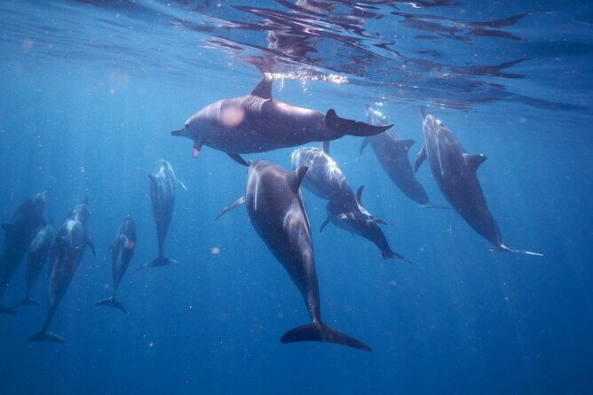 Private sunrise Dolphin with Le Havanah Boat - Practical Tips for Booking