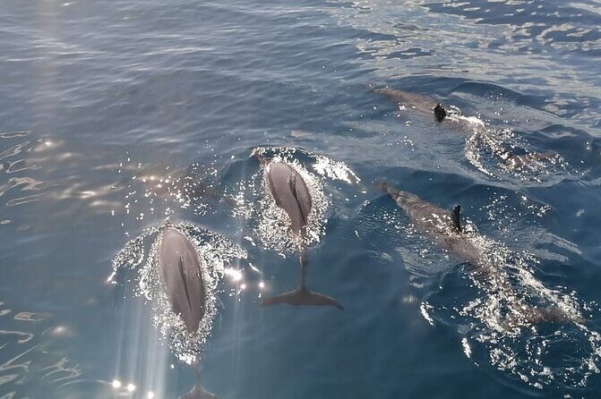 Private sunrise Dolphin with Le Havanah Boat - The Sum Up
