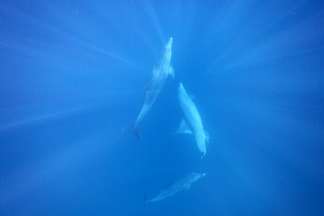 Private sunrise Dolphin with Le Havanah Boat - FAQ