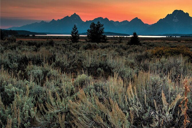 private-sunset-wildlife-dinner-safari-from-jackson-wy