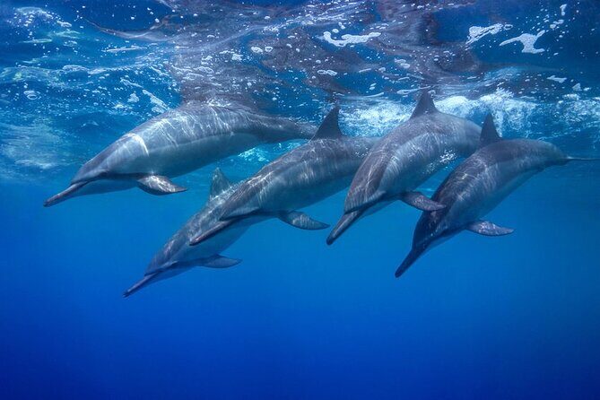 Private Swim and Sail Charter (Kewalo Harbor) - The Experience’s Strengths