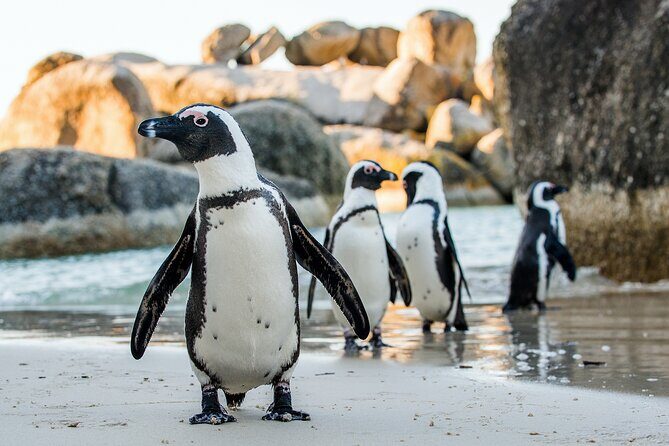 Private Table Mountain Penguins & Cape Point Tour from Cape Town - FAQ