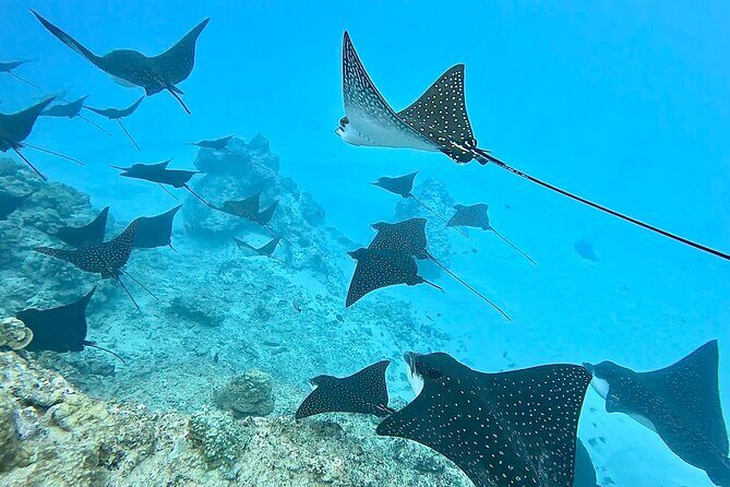 Private Tahiti Lagoon Snorkeling and Lunch Boat Tour - Who Will Love This Tour?