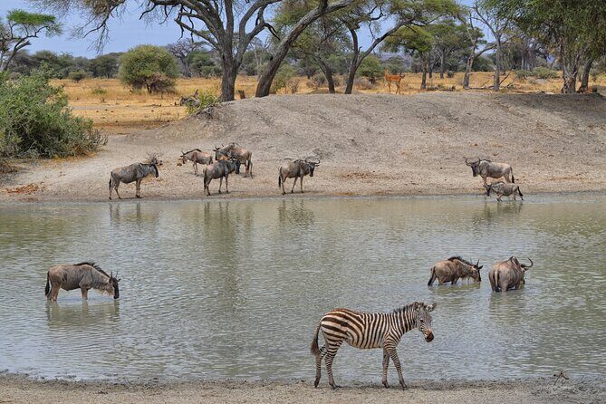 Private Tarangire National Park Day Tour - FAQs