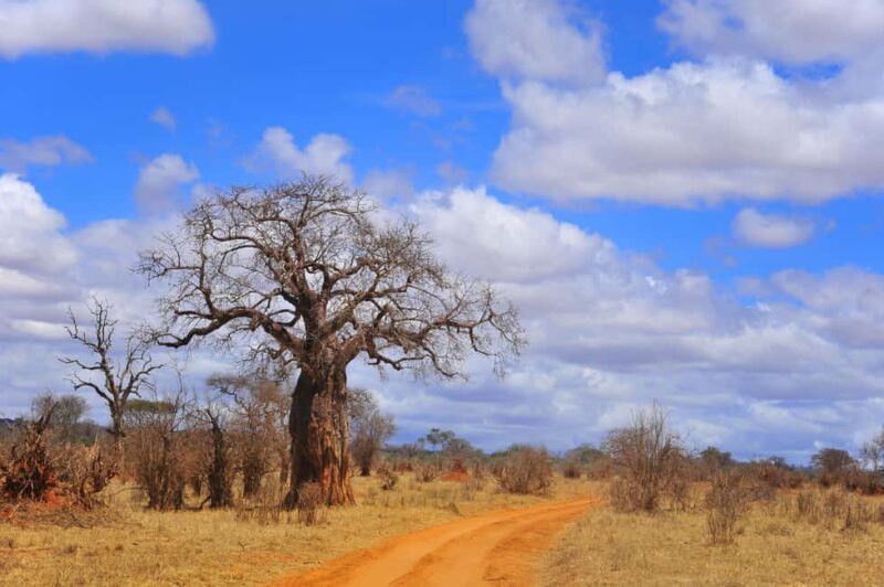 Private Tarangire National Park Day Tour with Lunch - What to Expect from the Tarangire Day Tour