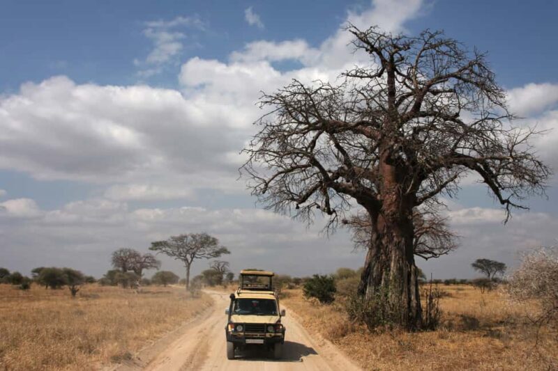Private Tarangire National Park Day Tour with Lunch - Who Should Consider This Tour?