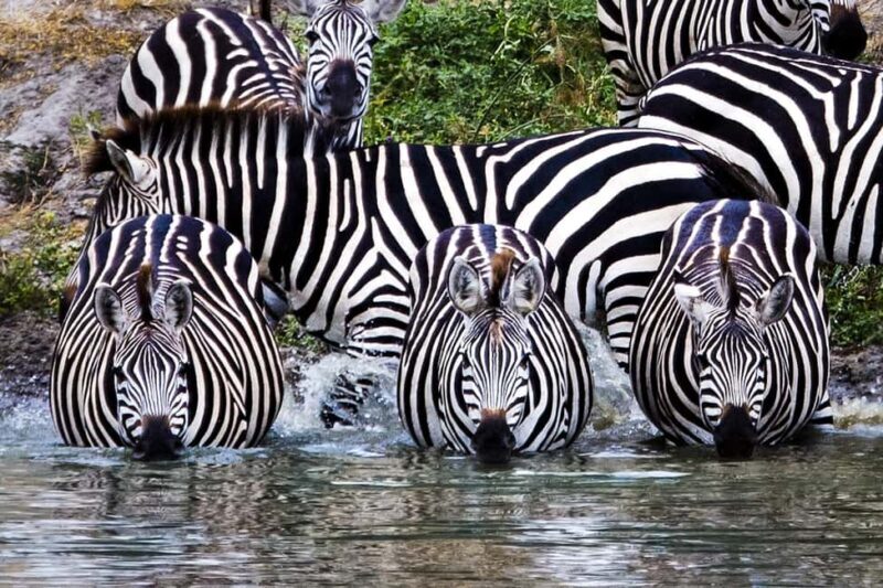 Private Tarangire National Park Day Tour with Lunch - In Summary