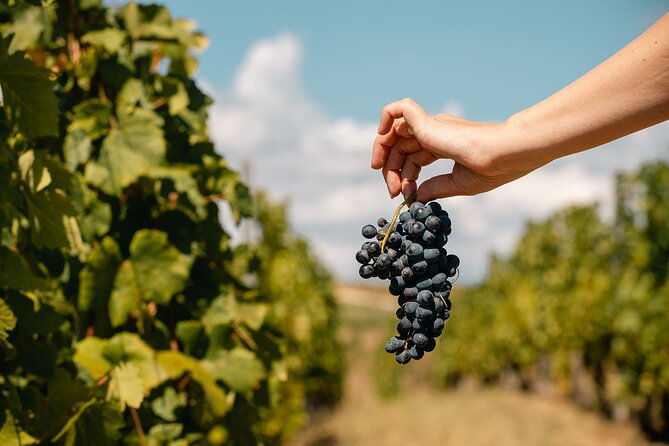 private-tasting-expedition-along-romanias-most-famous-wine-route