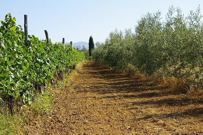 private-tasting-of-organic-wines-in-the-cellar-in-arezzo