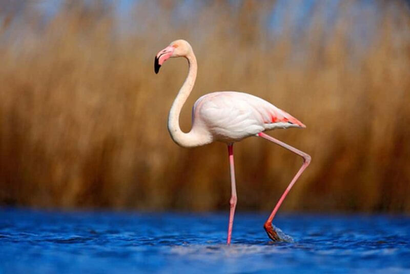 Private Tavira Jeep Tour - Salt Pans, Nature & Santa Luzia - Key Points