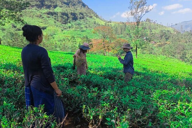 Private Taxi Service Around Sri Lanka with Airport Pickup & Drop - What the Tour Offers