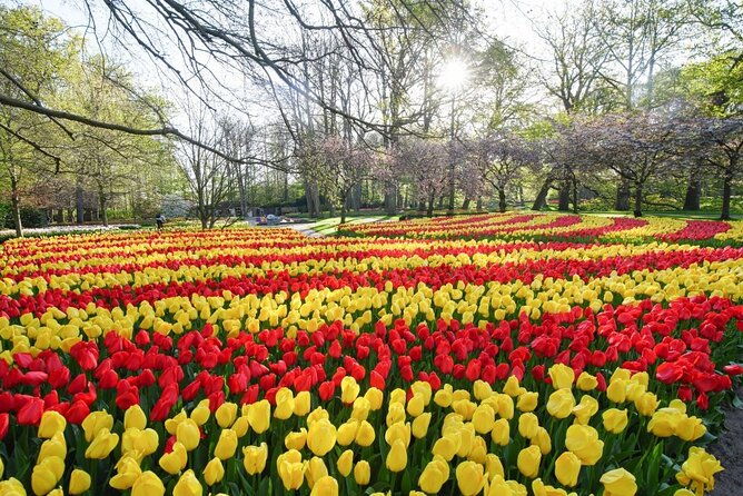 private-taxi-to-keukenhof-tulip-fields-flowers-from-amsterdam