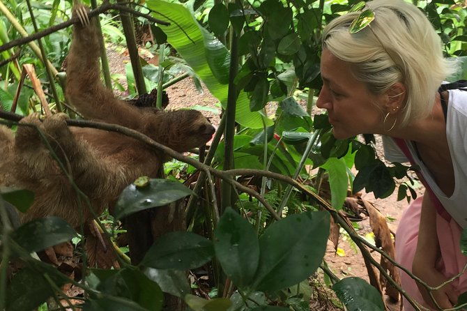 private-tenorio-rainforest-hanging-bridges-and-sloth-encounter