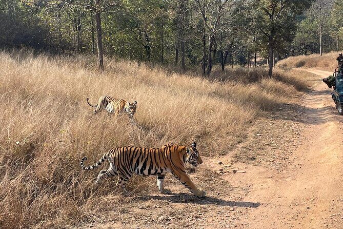 Private tiger watching in Panna National Park of Khajuraho - Key Points