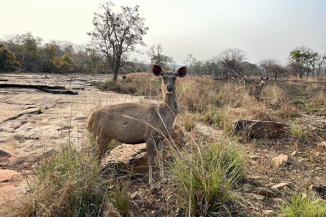 Private tiger watching in Panna National Park of Khajuraho - Practical Details and Tips