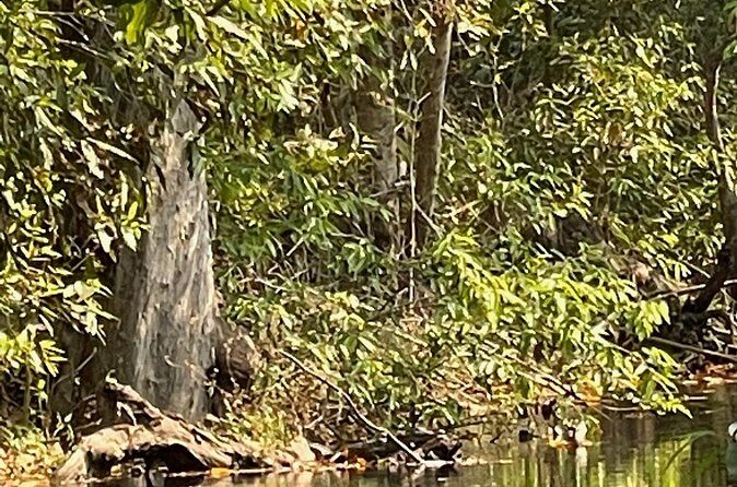 Private tiger watching in Panna National Park of Khajuraho - The Sum Up