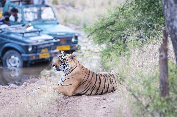 Private Tour: 2-Day Ranthambore National Park from Jaipur - Introduction: The Realities of a Ranthambore Safari from Jaipur