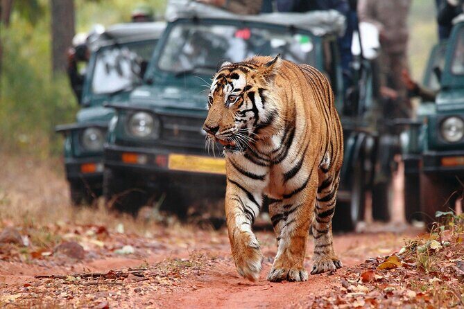 Private Tour: 2-Day Ranthambore National Park from Jaipur - Exploring the Itinerary: What You Can Expect