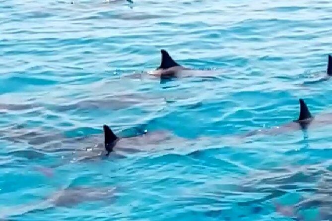 PRIVATE TOUR ! 4-Hours Swiming with dolphins, snorkeling, island by speed boat - Why This Tour Is a Worthwhile Choice