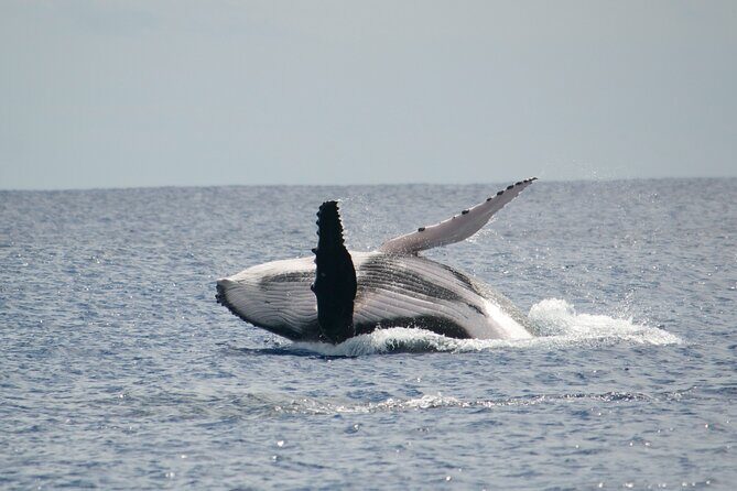 Private Tour 4h Whale watching quiet area peninsula Tahiti - Why Is the Price Justified?