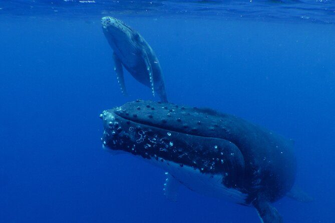 Private Tour 4h Whale watching quiet area peninsula Tahiti - Who Will Love This Tour?