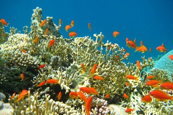 Private tour 5 Days Cairo & Sharm El Sheikh package - Day 2: Flight to Sharm El Sheikh and Beachside Relaxation
