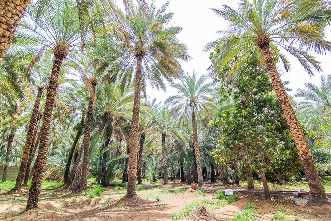Private Tour : Al Ain City Sightseeing with Lunch from Dubai - Who Would Love This Tour?