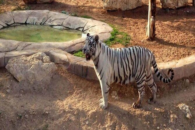 Private Tour - Al Ain Garden City Tour from Dubai - What Makes This Tour Stand Out?