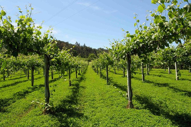 private-tour-alvarinho-melgaco-and-moncao-includes-3-wine-tastings