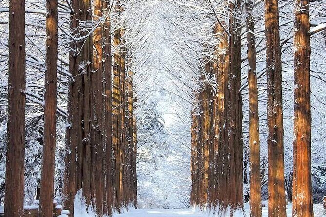 Private Tour at Nami Island and Elysian Ski Resort - Exploring Korea’s Charm: Nami Island and Elysian Ski Resort Private Tour Review