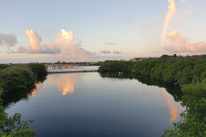 private-tour-at-spanish-lagoon-mangrove-bird-watching