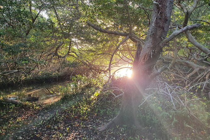 private-tour-at-spanish-lagoon-mangrove-bird-watching