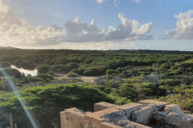 private-tour-at-spanish-lagoon-mangrove-bird-watching