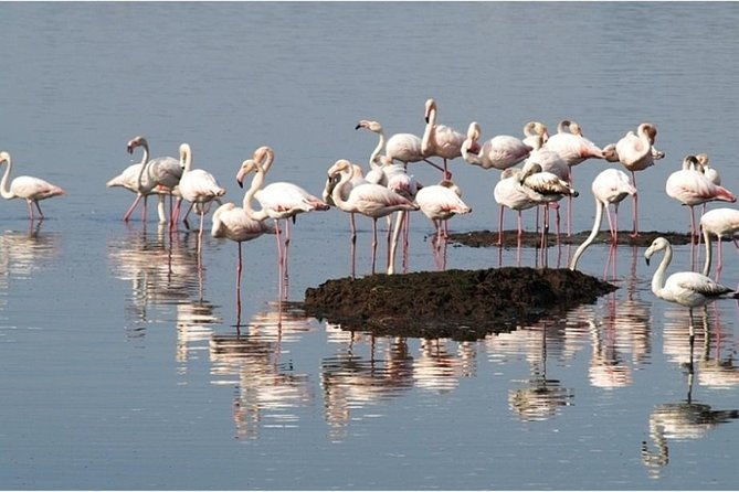 private-tour-aveiro-little-venice-and-river-tour-moliceiro