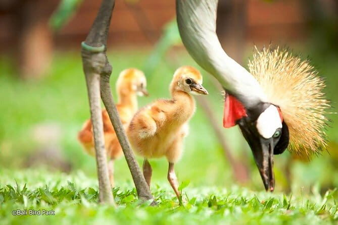 Private Tour Bali Bird Park And Ubud Tour - Final Thoughts