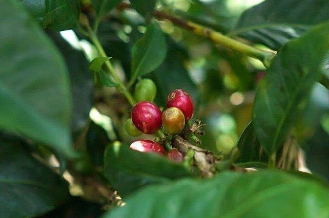 Private Tour: Bali Mount batur Sunrise Hike & coffe Platantion - FAQ