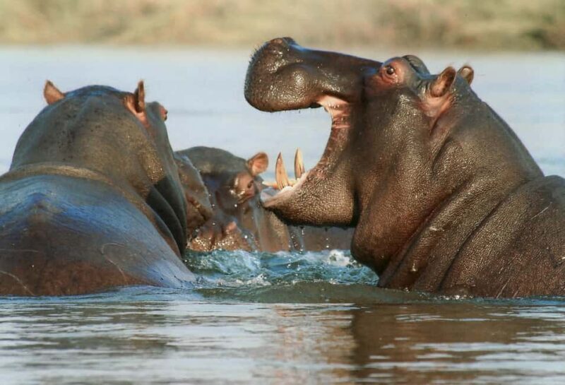 Private Tour: Big 5 Safari, Experience the wild animals - FAQs