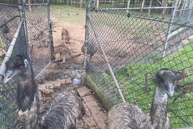 Private Tour: Blue Mountains Day Trip from Sydney - Practical Considerations