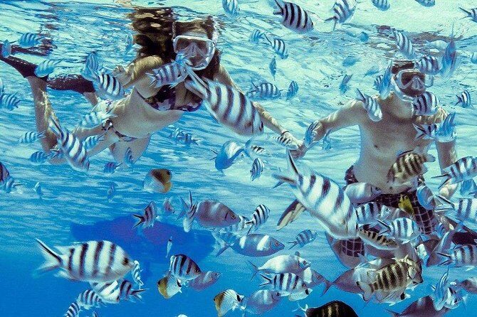 Private Tour: Bora Bora Lagoon Eco Snorkel Cruise - 3hrs or 6hrs - A Closer Look at the Bora Bora Lagoon Eco Snorkel Cruise