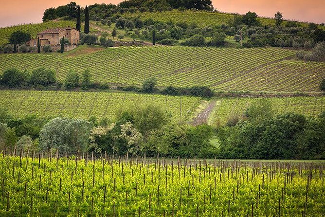 private-tour-brunello-di-montalcino-and-nobile-di-montepulciano-wine-experience-in-tuscany-2