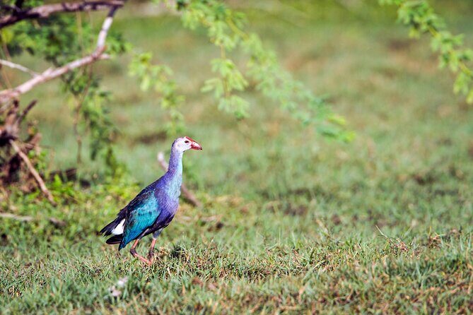 Private Tour Bundala National Park Safari From Hambantota - Final Thoughts